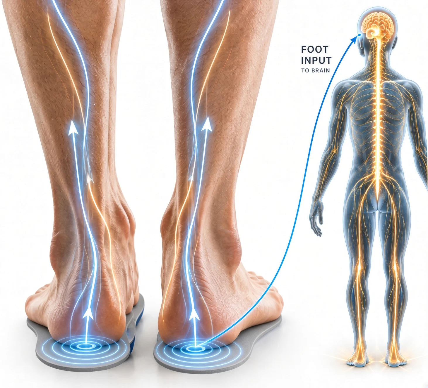 Bare feet standing on Therapeutic Insoles with sensory pathways travelling up the legs to the brain, beside a figure showing the nervous system