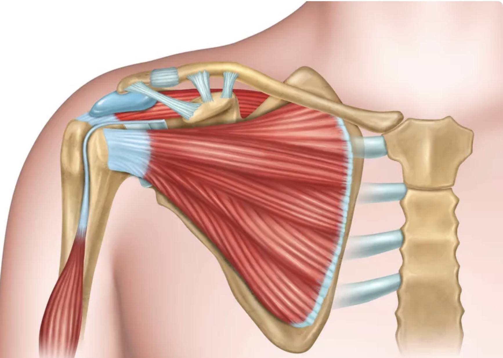 3 Exercises to Fix Rounded Shoulders