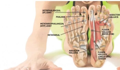 The Feet – Anatomy | Posturepro