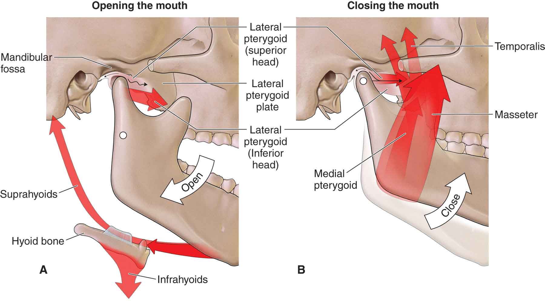 The Temporomandibular Joint (TMJ)
