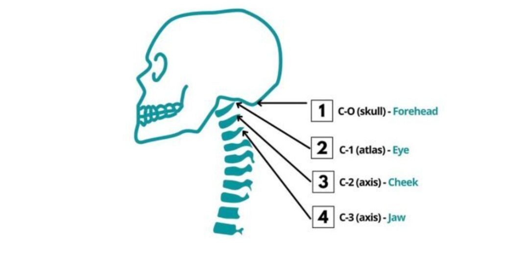 jaw and cervical spine