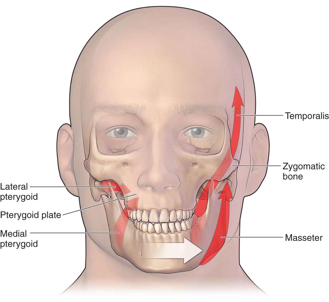 Jaw Misalignment