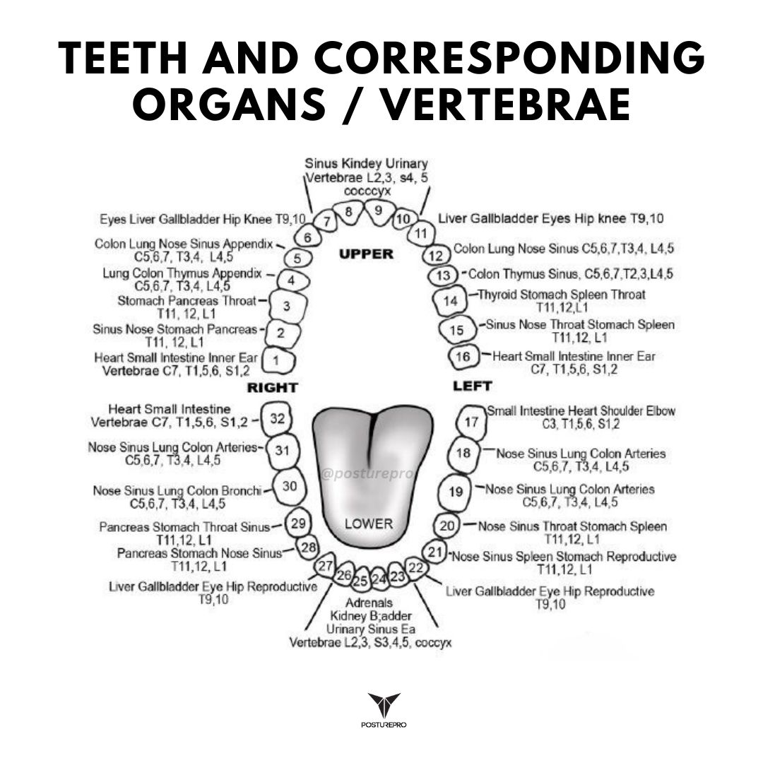 Teeth and corresponding organs